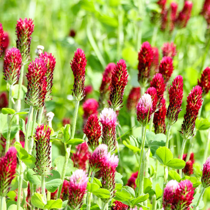 Fleur de Trèfle Rouge
