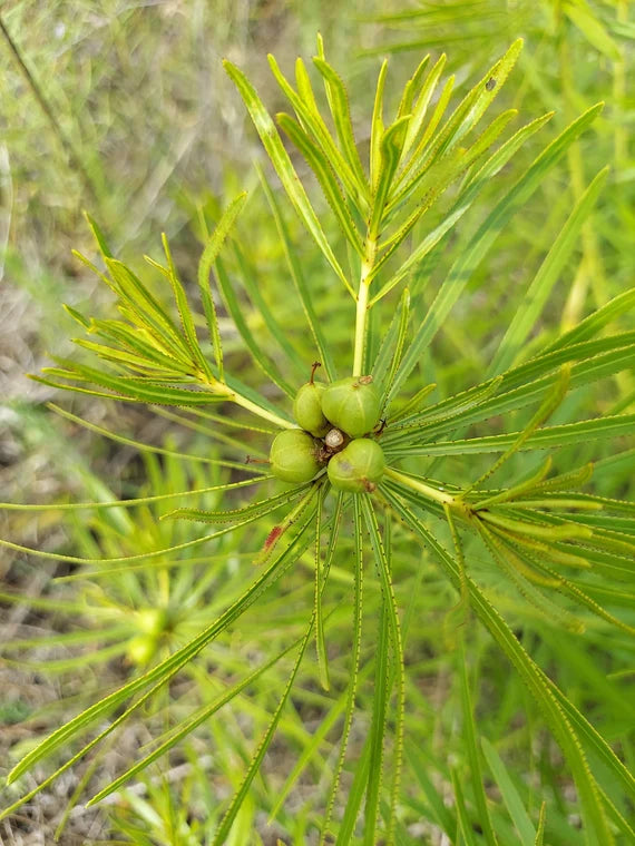 Racine de Stillingia